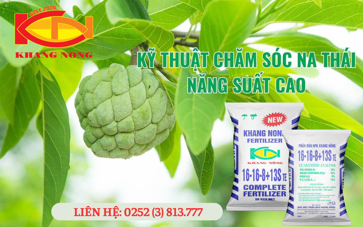 KỸ THUẬT TRỒNG NA THÁI CHO NĂNG SUẤT CAO